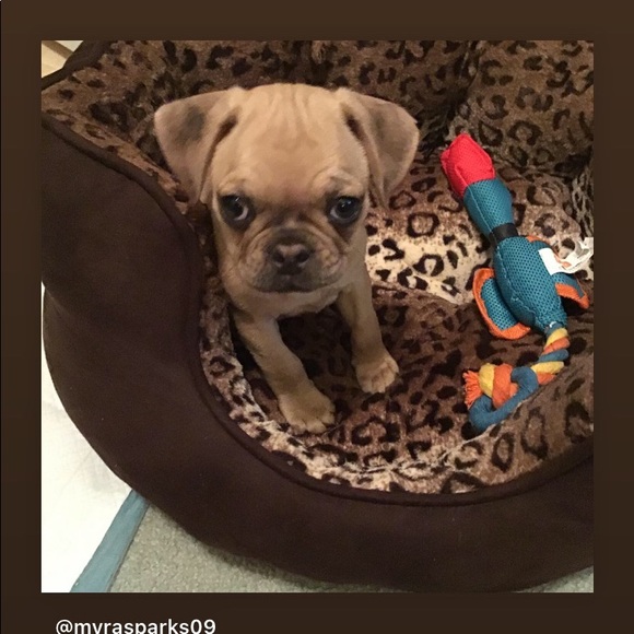 Posh Ambassador. - Picture 2 of 12